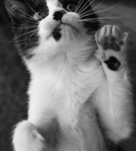 pexels athenea codjambassis rossitto 472760075 24809820