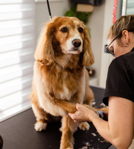 pexels goochie poochie 19145889