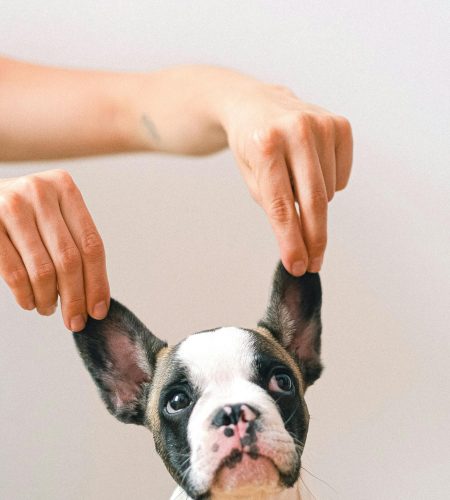 pexels shvetsa 4587998